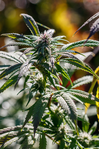 Vertical Portrait  Print