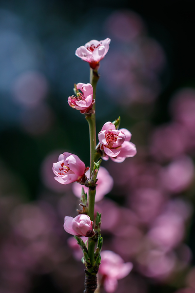 Whispers of Spring: The Ballet of Peach Blossoms by Heather Marie Clark