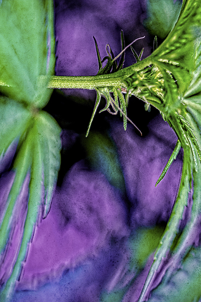 Young Female Marijuana  Flower Print