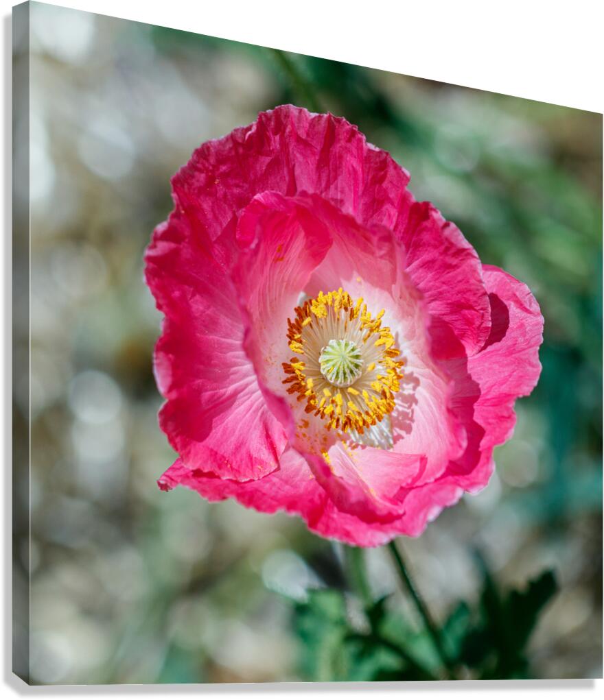 Solitary Beauty: Single Poppy Studies Canvas Print