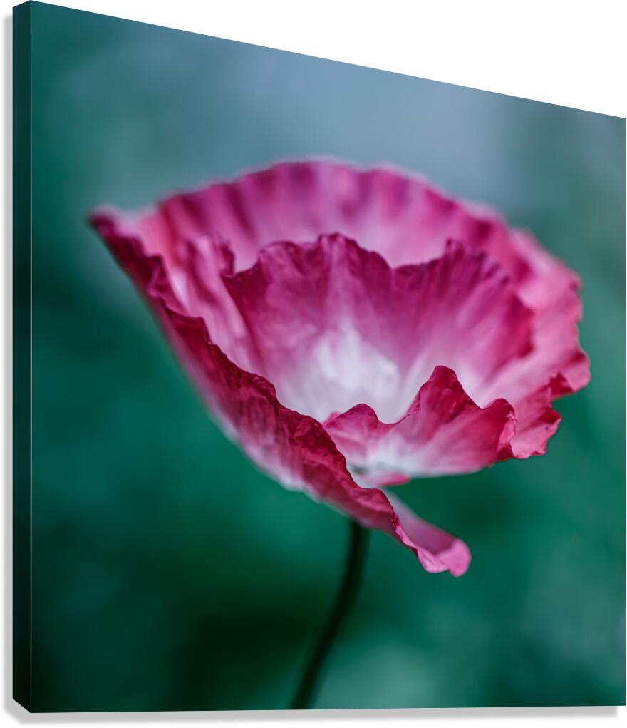 Scarlet Whispers: Close-Up Poppy Portraits Canvas Print