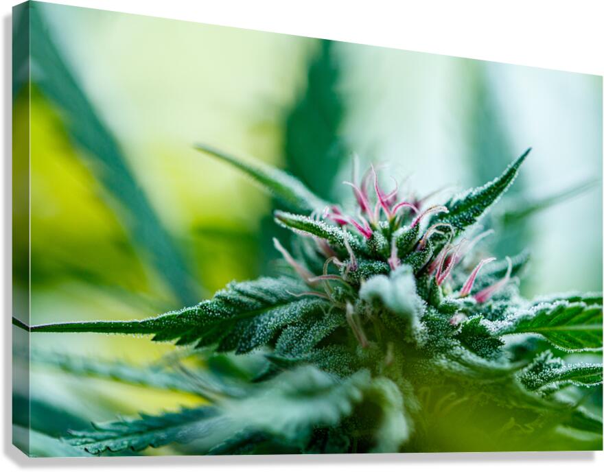 Botanical Symphony Canvas Print