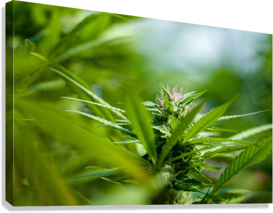 Ethereal Foliage Canvas Print