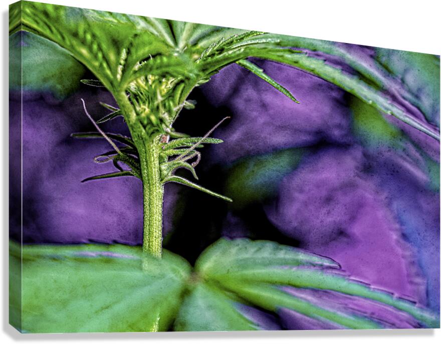Young Female Marijuana  Flower Canvas Print