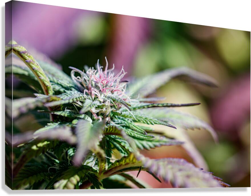 Pretty in Pink & Green Canvas Print