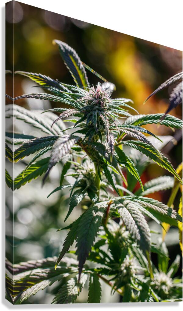 Vertical Portrait  Canvas Print