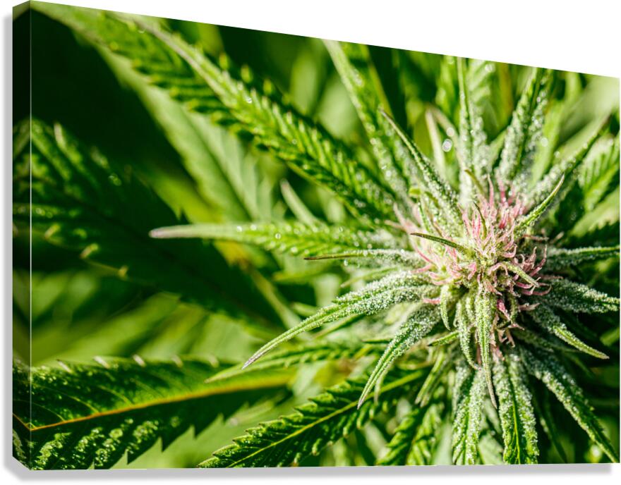 Dazzling display Canvas Print