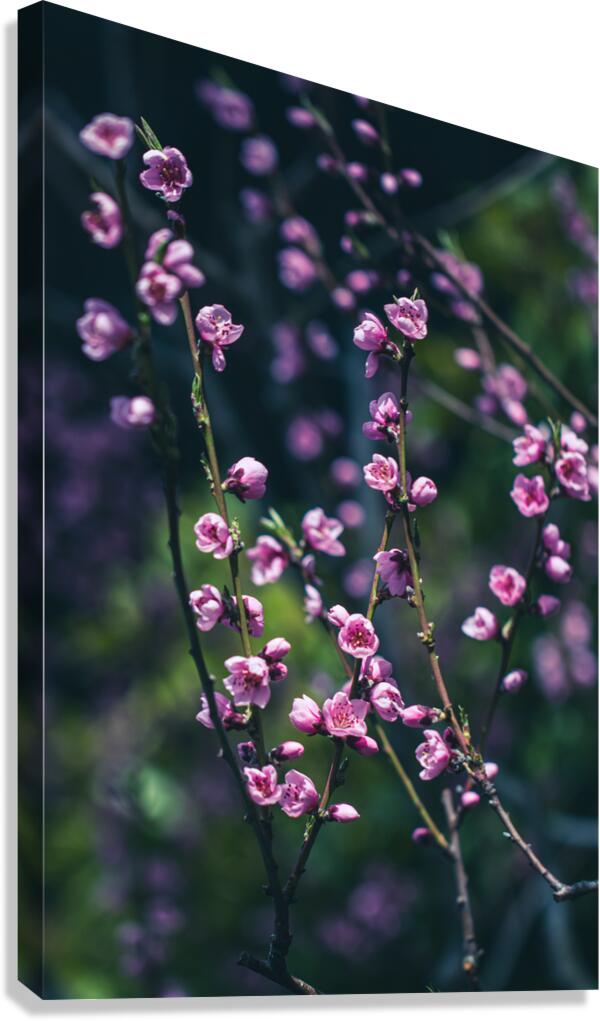 Serenity in Bloom: Meditations Among Peach Blossoms Canvas Print