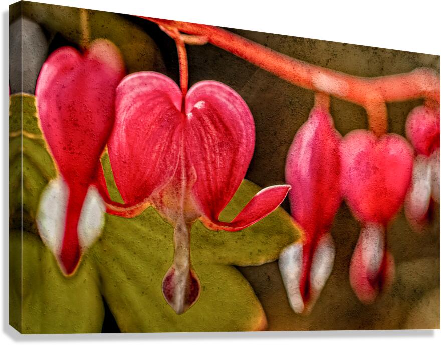Bleeding Hearts  Canvas Print