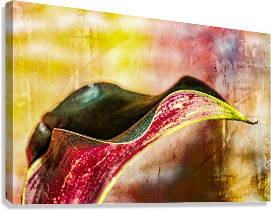 Black Calla Lilly  Canvas Print