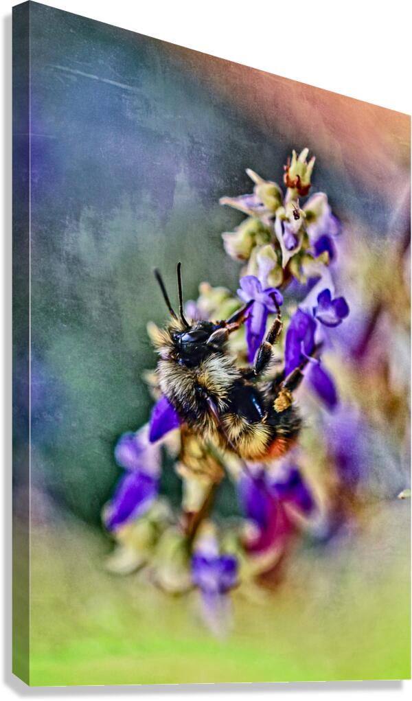 Bee on Coleus Flower Canvas Print