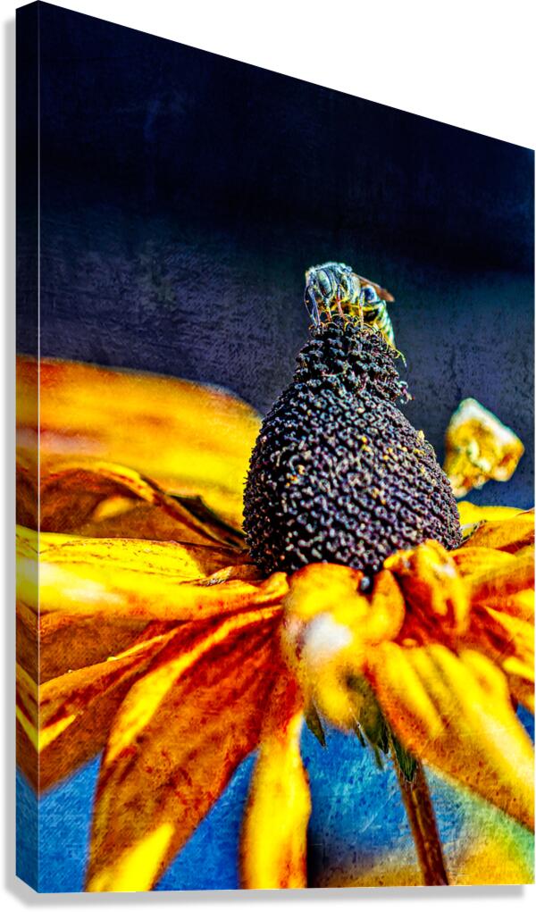 Golden Harvest: : Bee on Black Eyed Susan Flower Canvas Print