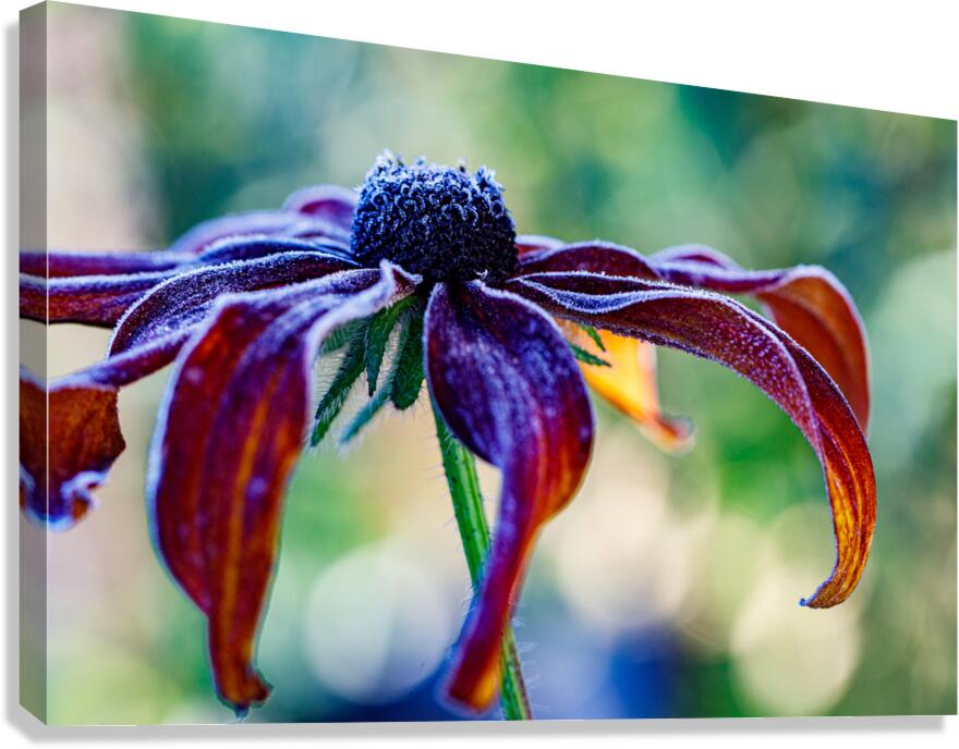 Frosted Black Eyed Susan Canvas Print