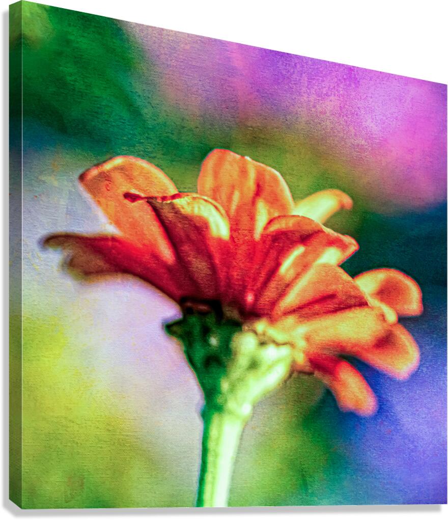 Orange flower  Canvas Print