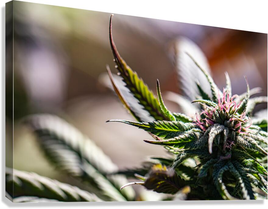 Emerald Whispers Canvas Print