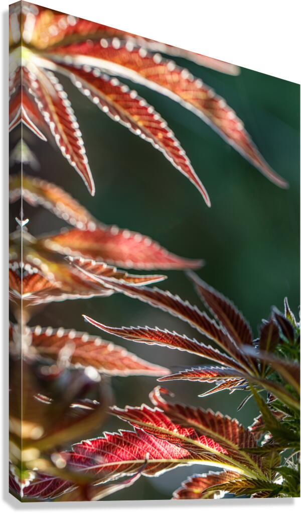 Ruby red fans Canvas Print