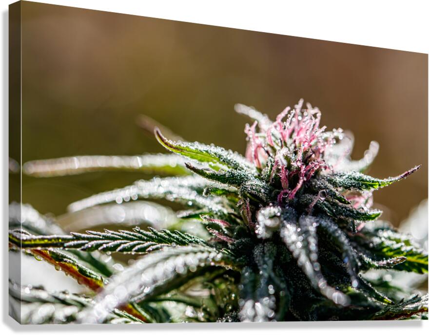 Dewdrop Delight Canvas Print