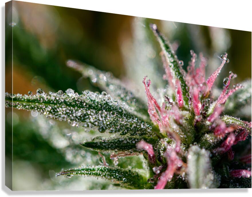 Dewdrop Veil Canvas Print
