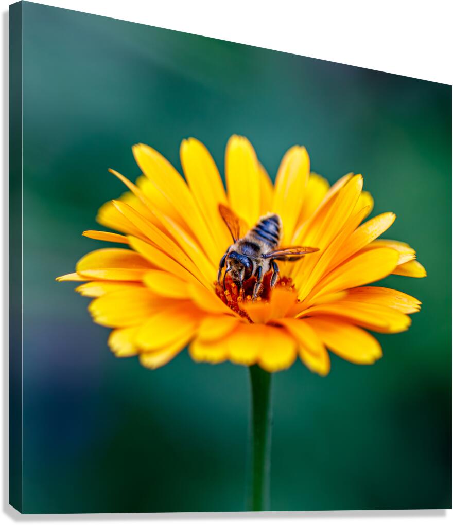 Nectar Nomad Canvas Print