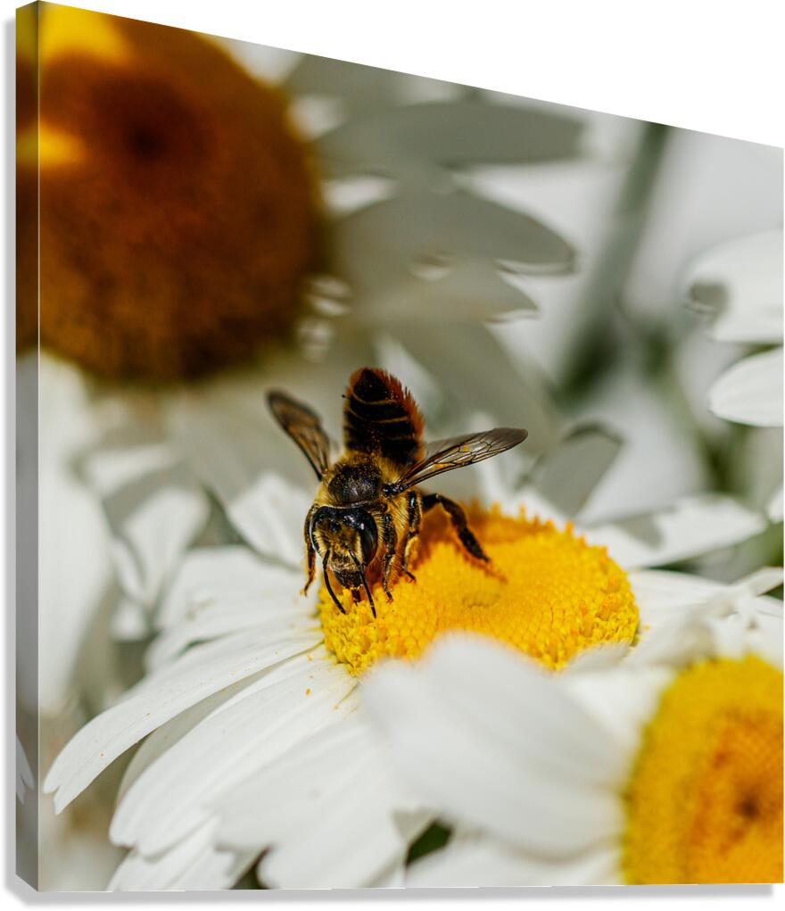 The Nectar Collector Canvas Print