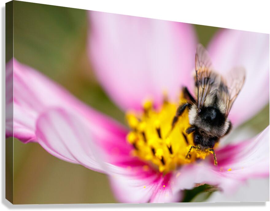 Harmony in Bloom Canvas Print