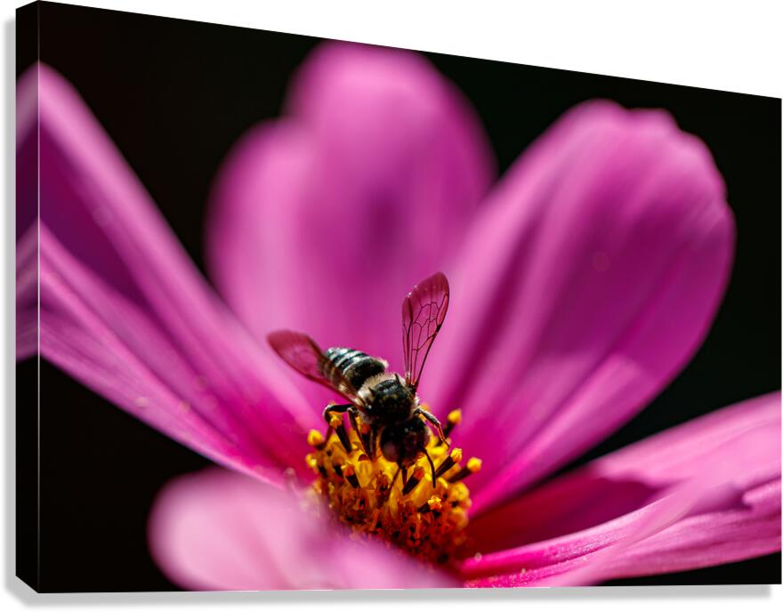 Galactic Gardener Canvas Print