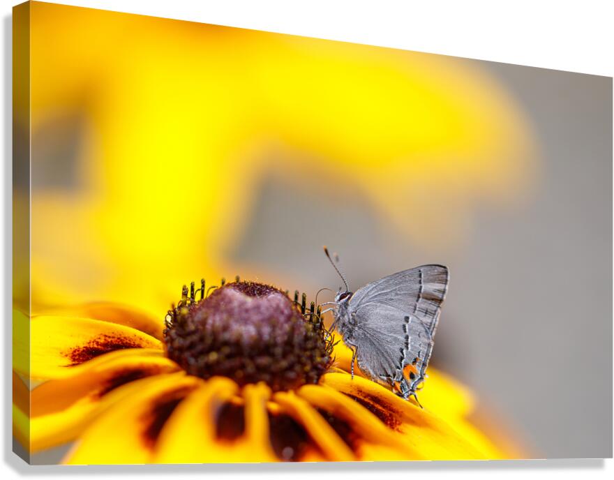  Fluttering Feasts Canvas Print