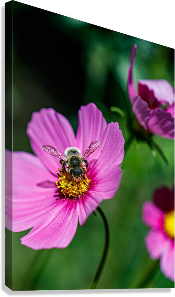 The Pollen Path Canvas Print