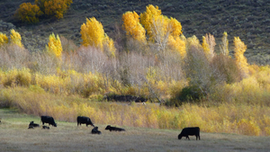 Angus and Aspens