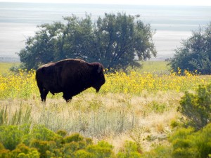Buffalo Sunflowers