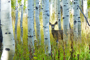 Deer in Aspens