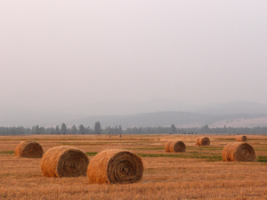Haybales in a Haze