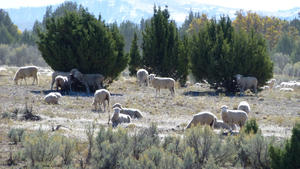 Sheep Juniper