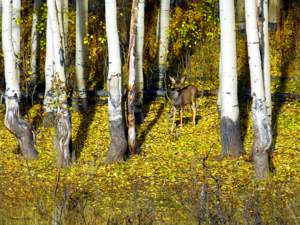 Baby Deer in Old Aspen Trees by Brian Shaw