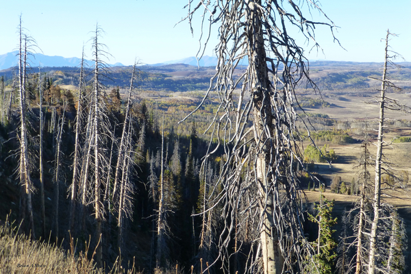 Gnarled Pine Overlook Print