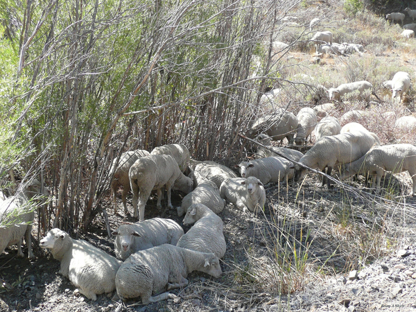 Sheep Huddle Print