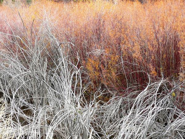 Willows Print