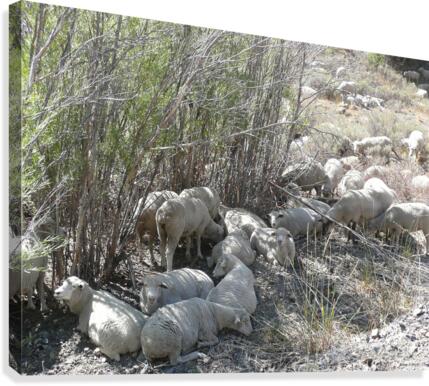 Sheep Huddle Canvas Print