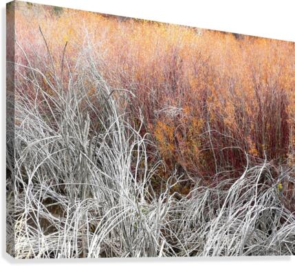 Willows Canvas Print