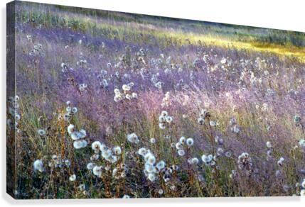 Dream Field Canvas Print
