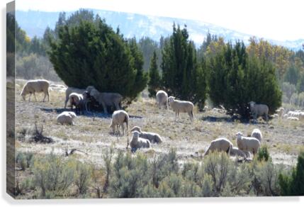 Sheep Juniper Canvas Print