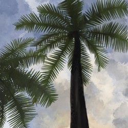 Sous les palmiers d’Hawaii 