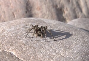 Sunning Spider