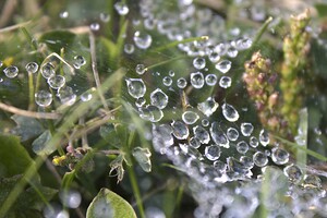 Webbed droplets