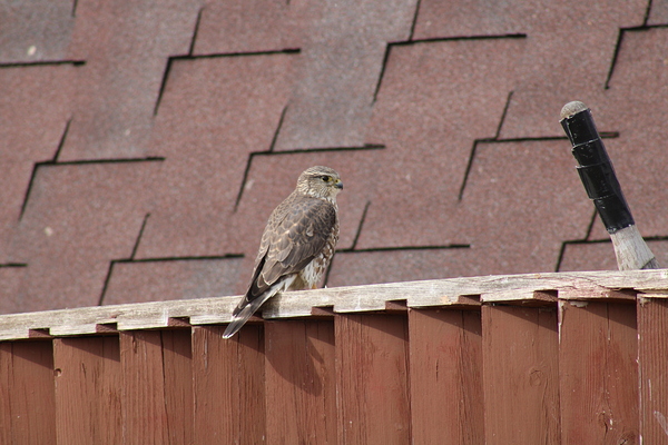 I pose for you Print