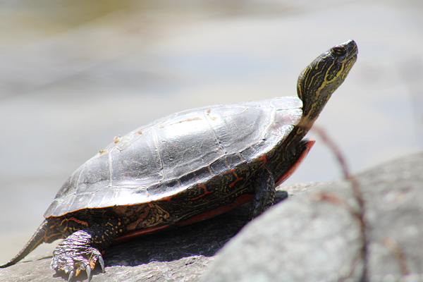 Sunning Turtle by Dustin Rogers