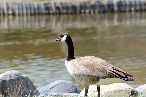 Elegance is my fair Print