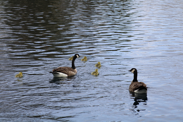 Get along kids by Dustin Rogers
