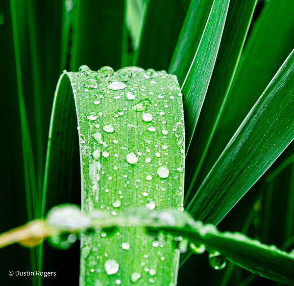 Dewdrops of Freshness by Dustin Rogers