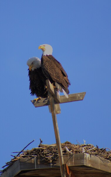 Were a pair by Dustin Rogers